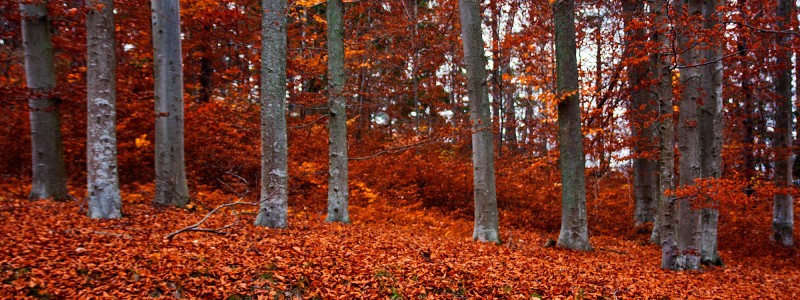 20111106-IMG_2493